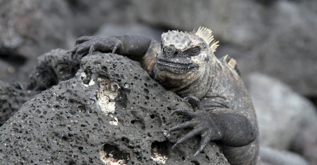 Animals that live near volcanos – marine iguana
