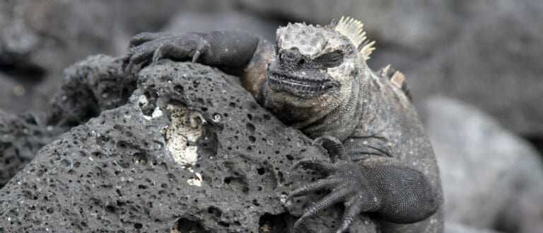 Animals that live near volcanos –Marine Iguana
