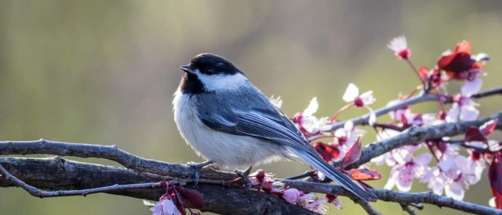 Small Black Bird With White Belly – 9 North American Birds 