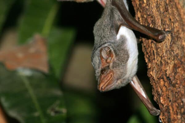 Mauritian tomb bats can help control pest populations, including insects that carry human diseases.