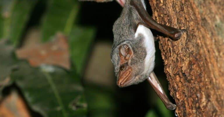 Animals that Eat Insects – Mauritian Tomb Bat
