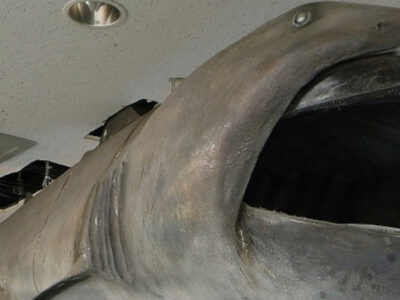 A Megamouth Shark