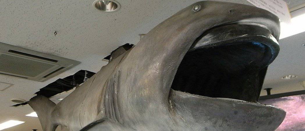 Megamouth Shark Fish Facts  Megachasma pelagios - A-Z Animals