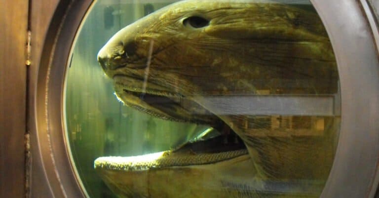 The head of a Megamouth shark. This specimen is preserved in a tank at the Western Australian Maritime Musem.