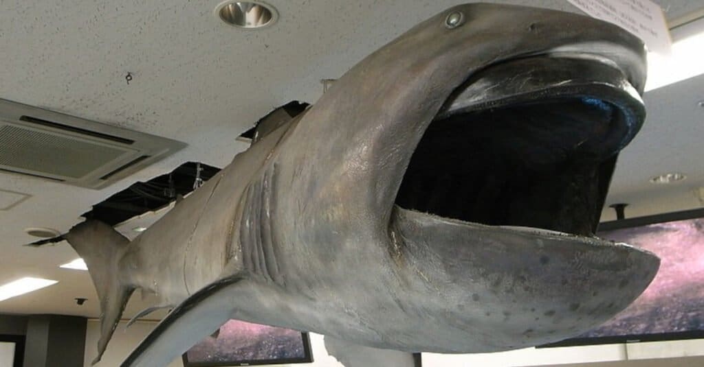 Megamouth shark Megachasma pelagios at Toba Aquarium, Japan