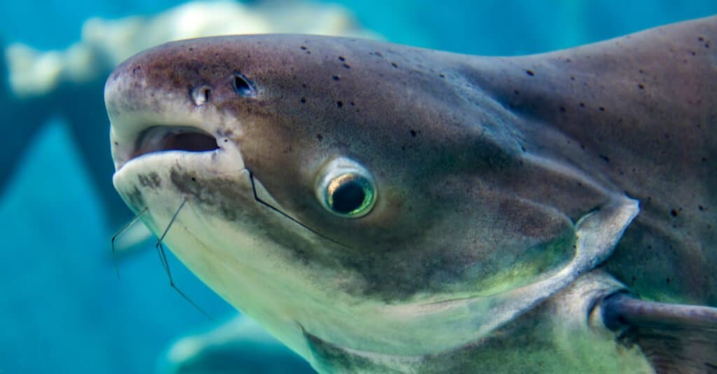Mekong Giant Catfish Close-Up