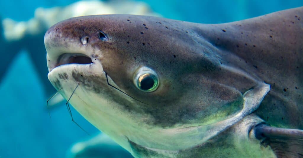 Mekong giant catfish close-up