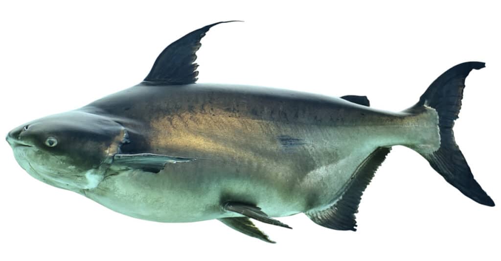 Mekong Giant Catfish- Isolated