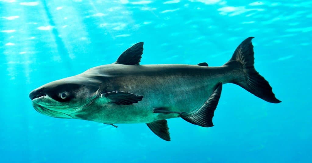 Mekong Giant Catfish Swimming