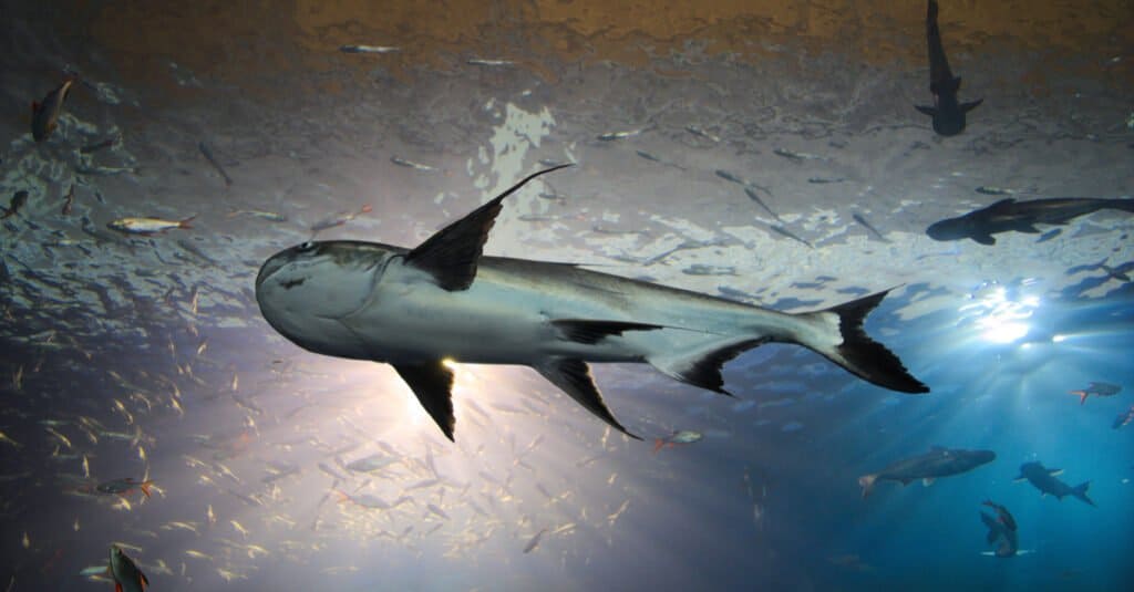 Mekong Giant Catfish - Underwater View