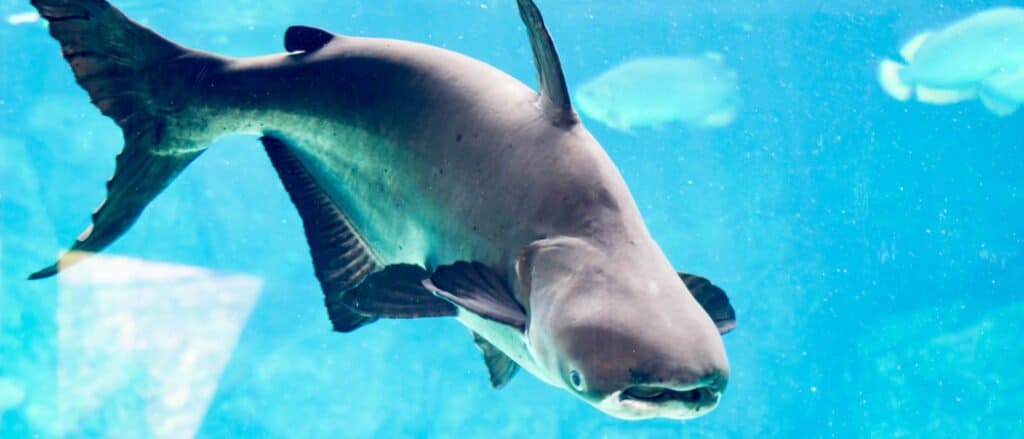 Mekong Giant Catfish