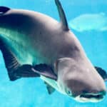 Mekong giant catfish