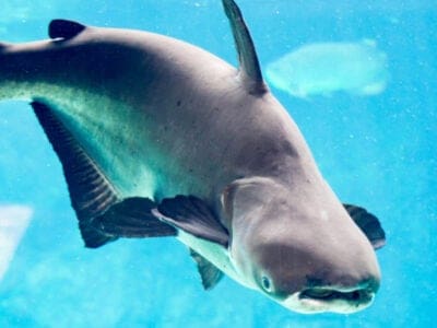 A Mekong Giant Catfish