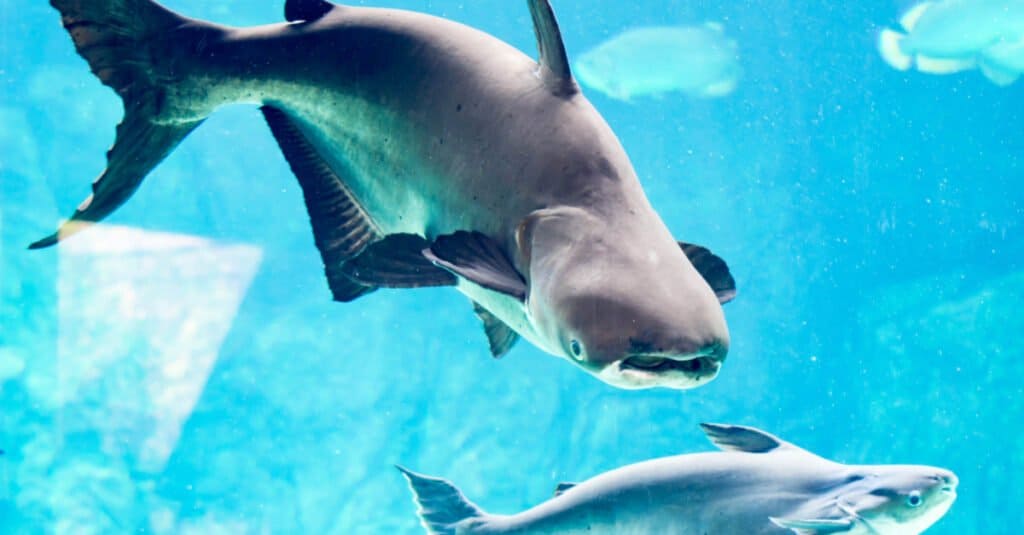 Mekong Giant Catfish in Blue Water