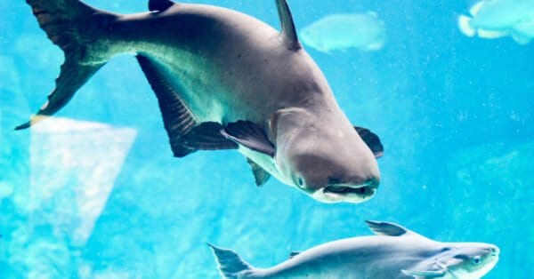 River Monsters: Discover the Largest Fish in the Ohio River - A-Z Animals