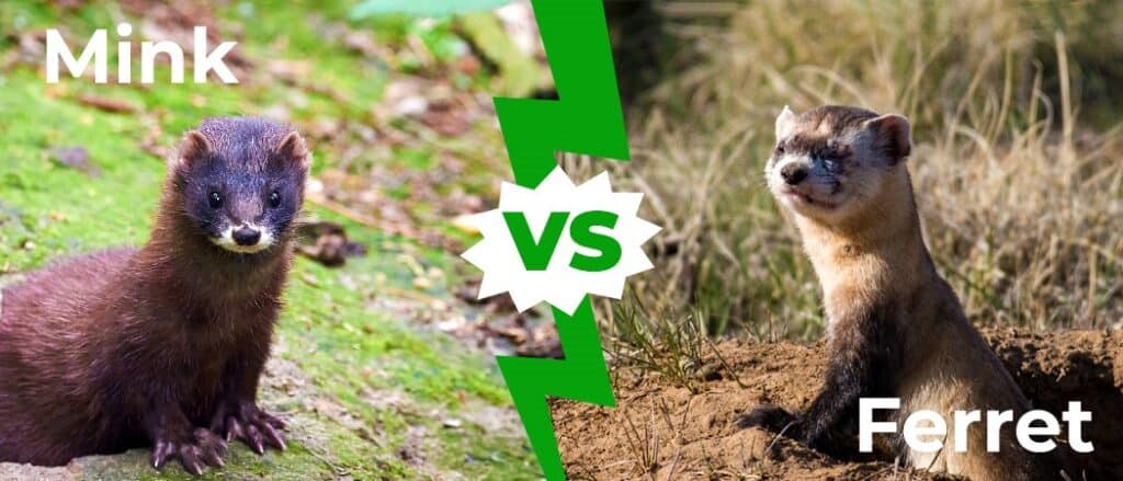Mink vs Ferret