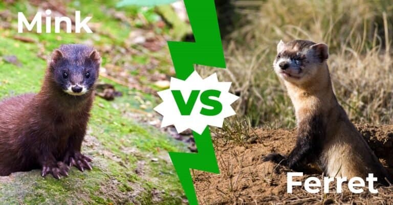 Mink vs Ferret
