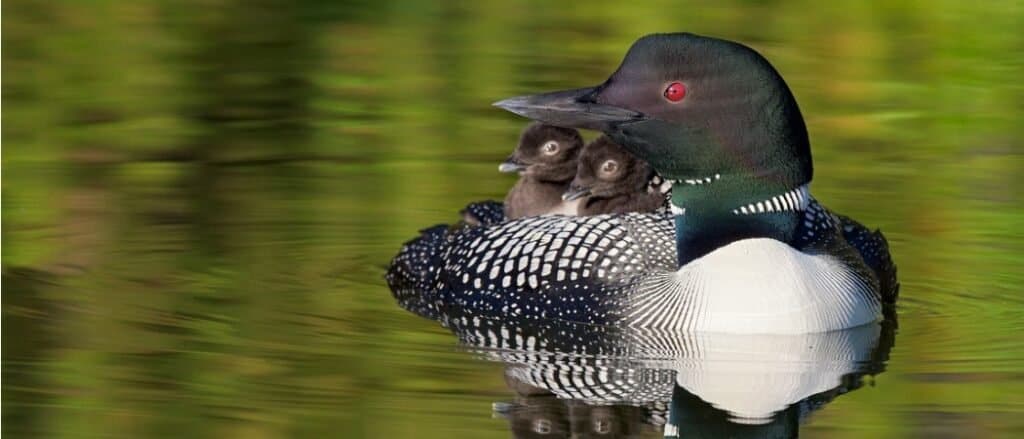 Animals in Minnesota
