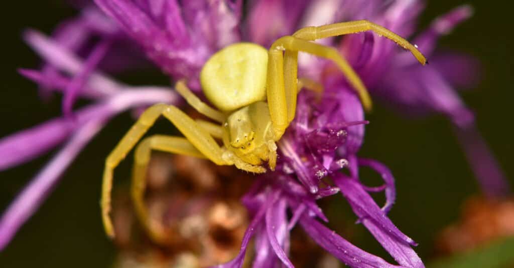 Yellow Animals – Misumena Vatia