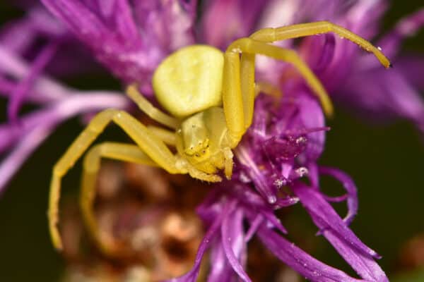 Crab spiders often match the color of their surrounding flowers, including those that turn them a beautiful shade of goldenrod.