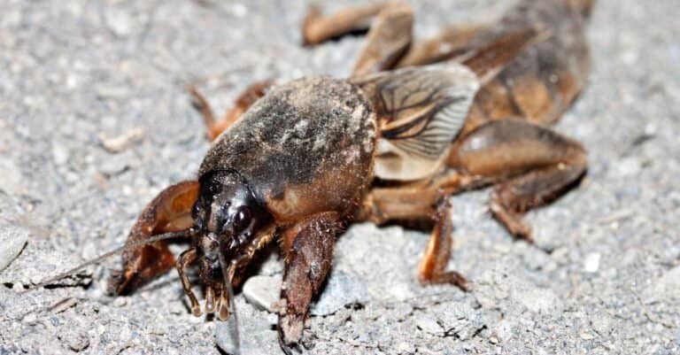 Mole Cricket close-up