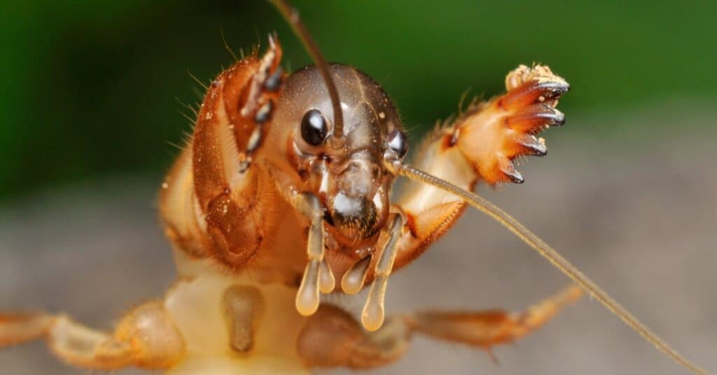 The mouth-parts of a mole cricket.