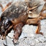 Mole crickets