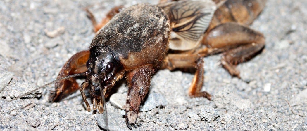 mole cricket bite