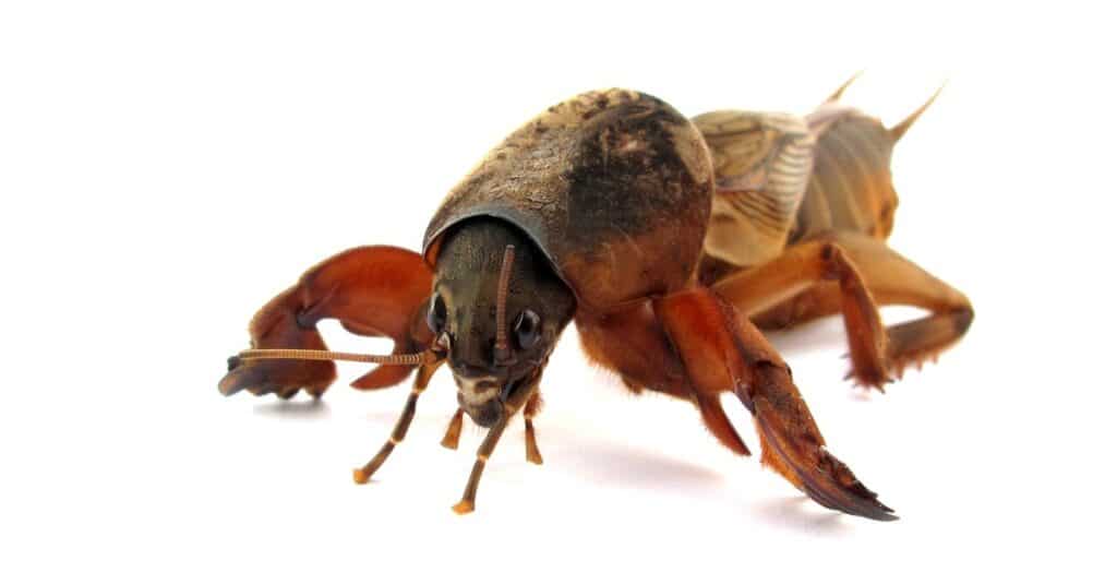Mole Cricket isolated on white background
