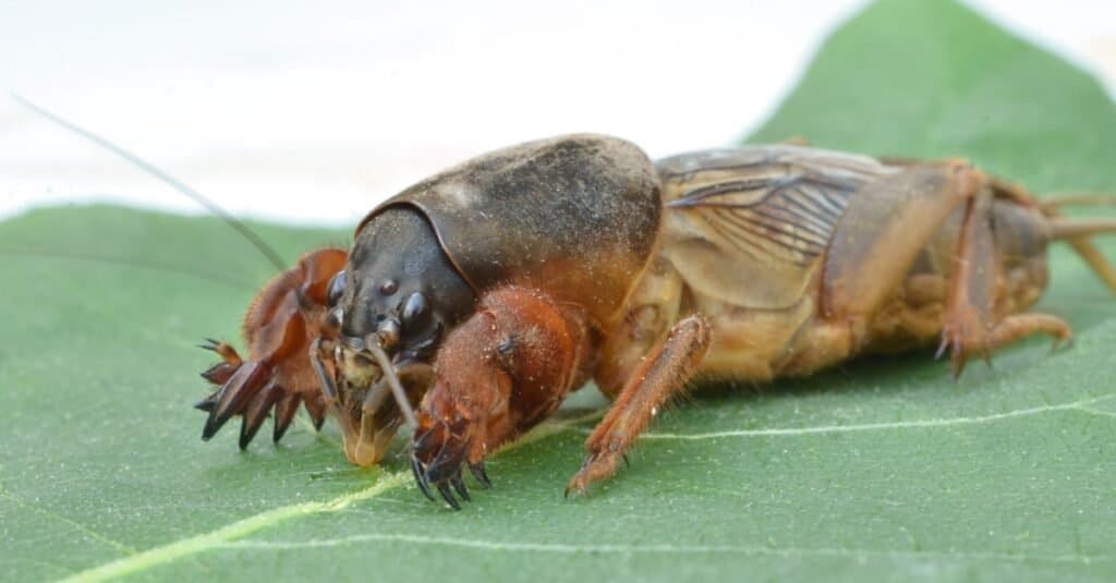 Gryllotalpa gryllotalpa, Mole Cricket on a leaf.