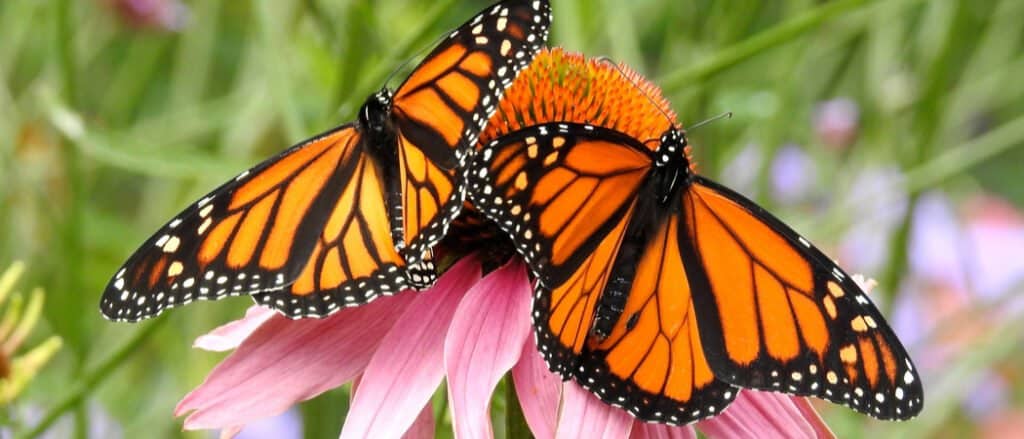 Animals that don't poop – Monarch butterfly