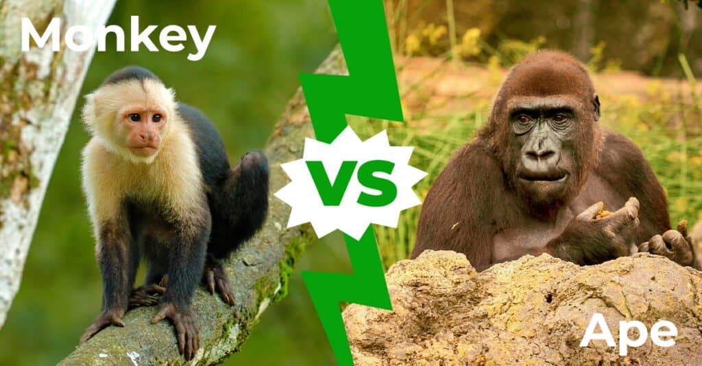 Monkey vs. Ape: 5 Main Differences Explained