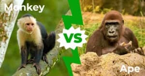 Monkeys vs. Apes: The 5 Main Differences Picture