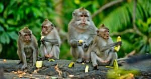 Group Of Monkeys & Their Behaviors? photo