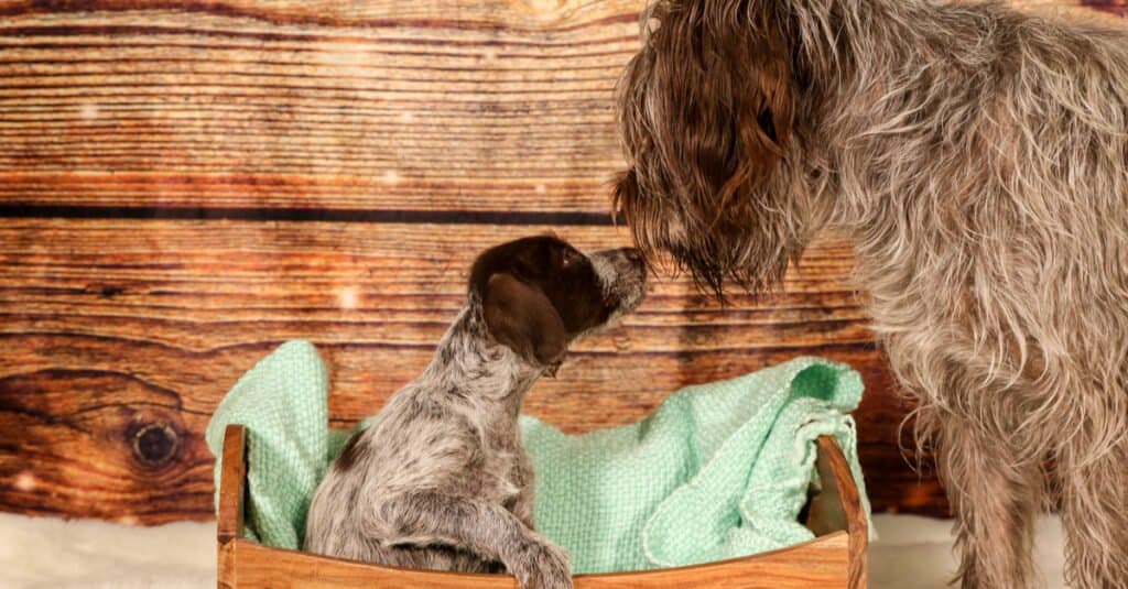 Mother Wirehaired Pointing Griffon with Puppy