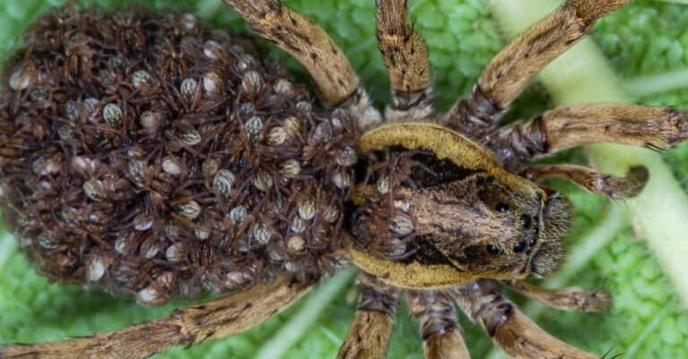 Mother Wolf Spider with Spiderlings