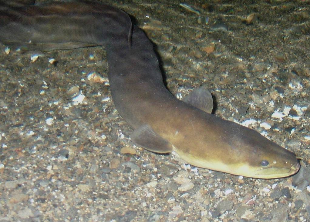 New Zealand Longfin eel (Anguilla dieffenbachii) seen in a river at night in the Tararua Ranges