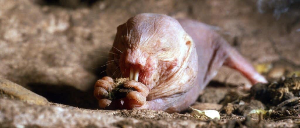Animals that are blind – naked mole rat