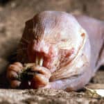 Animals that are blind – naked mole rat