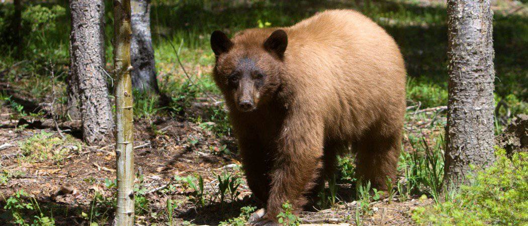 Wildlife in New Mexico - Types of New Mexican Animals - A-Z Animals