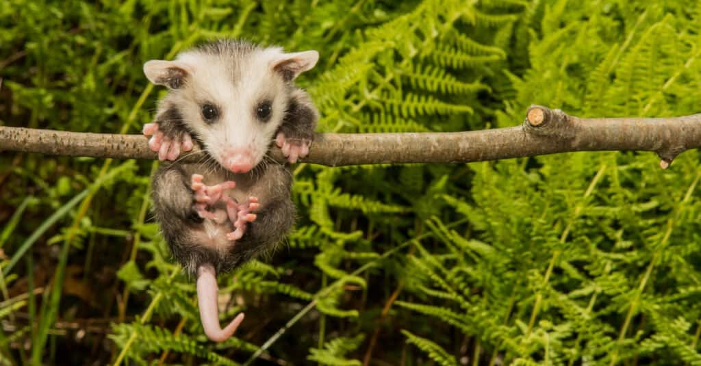 Động vật buồn ngủ nhất – Opossum Bắc Mỹ