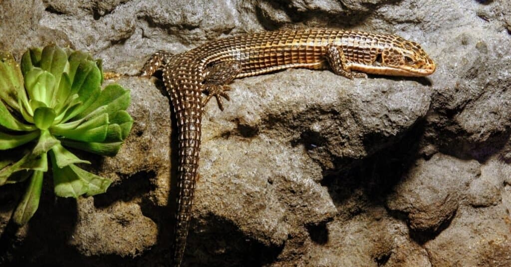 Northern alligator lizard (Elgaria coerulea) sunbathing on a rock.