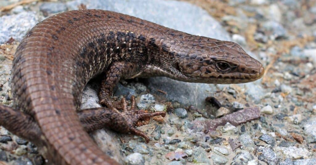 Wild Northern Alligator Lizard