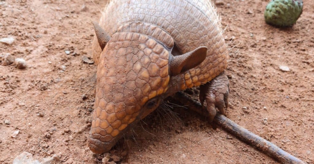 Insect-eating animals - naked-tailed armadillos