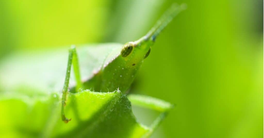 Largest grasshoppers - Northern Grass Pyrgomorph