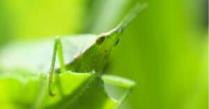 Grasshopper Predators: What Eats Grasshoppers? Picture
