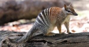 10 Incredible Numbat Facts Picture