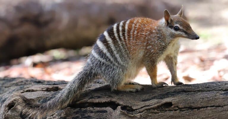 Animals that Eat Insects – numbat