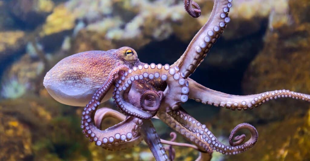 Animals that build things like humans – octopus