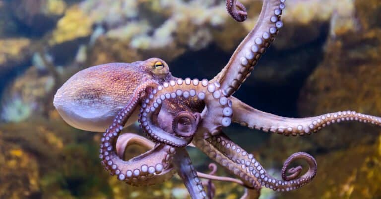 Animals That Change Color- Octopus